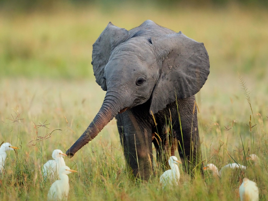 أخلاقيات الفيل